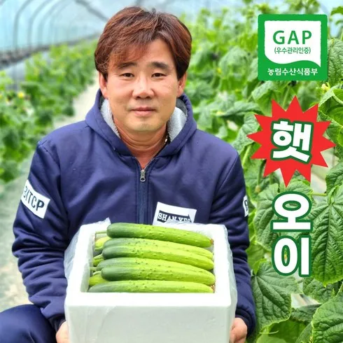 라이브 방송 출연한 국내산 통오이지 20개  추천 구매가이드 (Top8 리뷰)